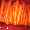 Récolte de nouvelles récoltes de carottes fraîches